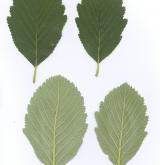 jeřáb anglica <i>(Sorbus anglica)</i> / List