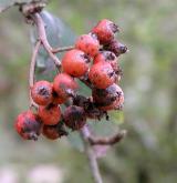 jeřáb bristolensis <i>(Sorbus bristolensis)</i> / Plod
