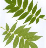 jeřáb pomíchaný <i>(Sorbus commixta)</i> / List