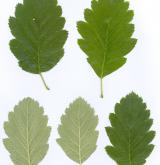 jeřáb dacica <i>(Sorbus dacica)</i> / List