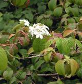 kalina japonská <i>(Viburnum plicatum)</i> / Květ/Květenství