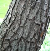 katalpa trubačovitá <i>(Catalpa bignonioides)</i> / Borka kmene