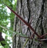 dřezovec trojtrnný <i>(Gleditsia triacanthos)</i> / Borka kmene