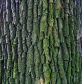 dub letní <i>(Quercus robur)</i> / Borka kmene