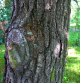 dub červený <i>(Quercus rubra)</i> / Borka kmene