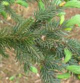 smrk Balfourův <i>(Picea balfouriana)</i> / List