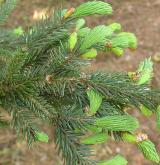 smrk Balfourův <i>(Picea balfouriana)</i> / List