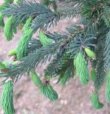 smrk Balfourův <i>(Picea balfouriana)</i> / List