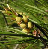 borovice Bungeova <i>(Pinus bungeana)</i> / Květ/Květenství