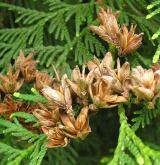 zerav západní <i>(Thuja occidentalis)</i> / Plod
