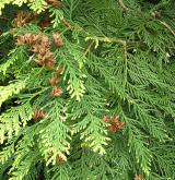 zerav západní <i>(Thuja occidentalis)</i> / Plod