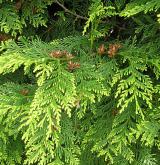 zerav západní <i>(Thuja occidentalis)</i> / List