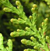 zerav západní <i>(Thuja occidentalis)</i> / List