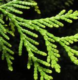 zerav západní <i>(Thuja occidentalis)</i> / List