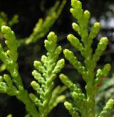 zerav západní <i>(Thuja occidentalis)</i> / List