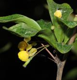 dřišťál amurský <i>(Berberis amurensis)</i> / Květ/Květenství