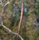 katalpa Bungeova <i>(Catalpa bungei)</i> / Větve a pupeny