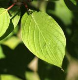 svída nízká <i>(Cornus pumila)</i> / List