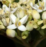 svída nízká <i>(Cornus pumila)</i> / Květ/Květenství