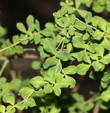 čičorka emerus <i>(Coronilla emerus)</i> / List