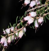 vřesovec stromovitý <i>(Erica arborea)</i> / Květ/Květenství