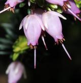 vřesovec darlejský <i>(Erica ×darleyensis)</i> / Květ/Květenství