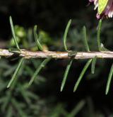 vřesovec darlejský <i>(Erica ×darleyensis)</i> / List