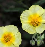 devaterník  <i>(Helianthemum scopulicolum)</i> / Květ/Květenství