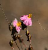 devaterník fialový <i>(Helianthemum violaceum)</i> / Květ/Květenství