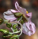 devaterník fialový <i>(Helianthemum violaceum)</i> / Květ/Květenství