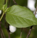 zimolez Ferdinandův <i>(Lonicera ferdinandii)</i> / List