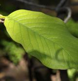 šácholan Sargentova <i>(Magnolia sargentiana)</i> / List