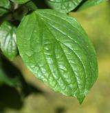 svída  <i>(Cornus poliophylla)</i> / List