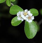 skalník podobný <i>(Cotoneaster affinis)</i> / Květ/Květenství