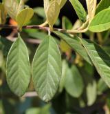 skalník sivolistý <i>(Cotoneaster glaucophyllus)</i> / List