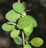 skalník granadský <i>(Cotoneaster granatensis)</i> / List