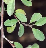 skalník stříbrný <i>(Cotoneaster pannosus)</i> / List
