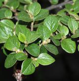 skalník  <i>(Cotoneaster splendens)</i> / List