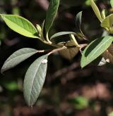 skalník  <i>(Cotoneaster vestitus)</i> / List
