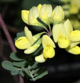 čičorka sivá <i>(Coronilla glauca)</i> / Květ/Květenství