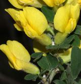 čilimník  <i>(Cytisus hirsutus)</i> / Květ/Květenství
