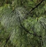borovice wallichiana <i>(Pinus wallichiana)</i> / List