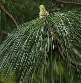 borovice wallichiana <i>(Pinus wallichiana)</i> / List