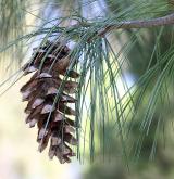 borovice wallichiana <i>(Pinus wallichiana)</i>