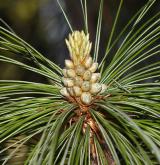 borovice wallichiana <i>(Pinus wallichiana)</i>