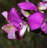 vítod myrtifolia <i>(Polygala myrtifolia)</i> / Květ/Květenství