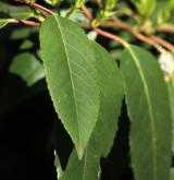 bobkovišeň portugalská <i>(Prunus lusitanica)</i> / List