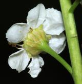 střemcha viržinská <i>(Prunus virginniana)</i> / Květ/Květenství