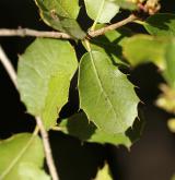 dub  <i>(Quercus calliprinos)</i>