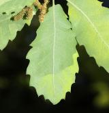 dub bukový <i>(Quercus faginea)</i> / List